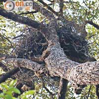 只要留心尋找，不難發現常見於樹頂的鷹巢。