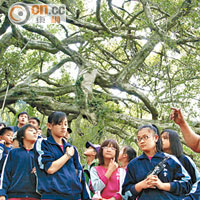 鸞山森林博物館內有壯觀的巨大榕樹，像電影《阿凡達》布景，因此被名為「台灣的阿凡達森林」。