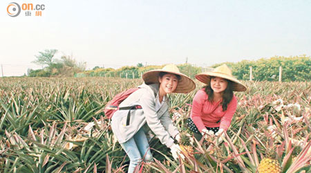 高雄大樹區是台灣最早種植菠蘿的地區，近年吸引不少旅客落田親手摘菠蘿。