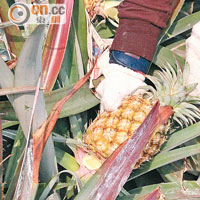 摘菠蘿最緊要是戴手套，標準摘法是左手抓實菠蘿葉的部分，右手則輕托菠蘿底部，然後左手用力向下折斷菠蘿根部。