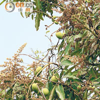 大樹休閒農業區盛產香蕉、荔枝玉荷包、番茄、番石榴，圖為台灣著名的愛文杧樹。 