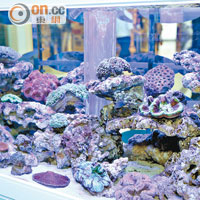 同場設有「瑰麗珊瑚堡」展區，展示多款絢麗多彩的珊瑚礁，包括軟珊瑚及硬珊瑚。