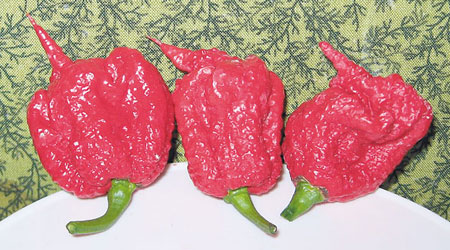 最辣：Carolina Reaper<br>2012年11月產自美國，辣度達1,569,300至2,200,000 SHU，是現時最辣的辣椒。 <br>