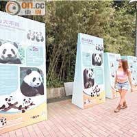 現場備有不同資料板，讓大家對大熊貓有更多認識。