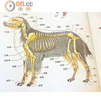 圖為犬隻骨骼分布圖，主人可從肩胛骨開始摸索，前方為頸椎，後方為胸椎、腰椎、尾椎，繼而找到常用穴位。
