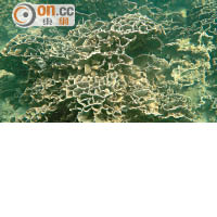 香港擁有不少珊瑚群種，而珊瑚群能為其他海洋生物提供理想的生存環境。