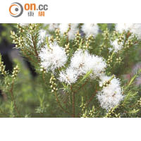 白色的澳洲茶樹花美態不輸給桐花。