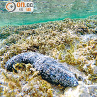 隨意於淺水區浮潛，已可看到肥美的海參！