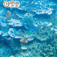 潛入深水的珊瑚區，魚兒的種類也比較多。