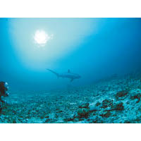 菲律賓宿霧有很大機會遇到長尾鯊，牠們多於清晨時分活動。