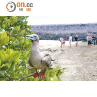 Genovesa島上出現多隻紅腳鰹鳥，對人類完全沒有防範。