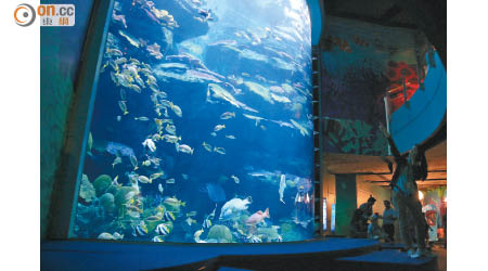 館內其中一個焦點是高達7米的玻璃屏幕，打造出深海般的情景。
