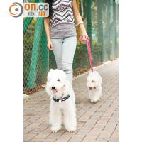 Zoie經常會帶布布和咇咇散步，更會和其他狗友交流，擴闊牠們的社交圈子。