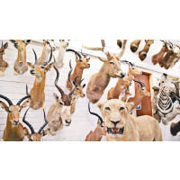 西方狩獵文化裏，動物的代表性器官（多數是頭部）會被割下來製成標本，成為「戰利品」（Trophy）。