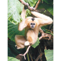 遺孤1號海南黑冠長臂猿（Hainan Crested Gibbon）<br>現只存活於海南省霸王嶺國家級自然保護區，瀕危原因包括雨林被砍伐，繁殖率低，曾大量被獵殺作為食物或寵物。