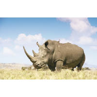 遺孤2號北白犀（Northern White Rhino）<br>為白犀牛的一個亞種，現存4隻於2009年由捷克動物園送到肯尼亞，由於均已失去生育能力，意味……