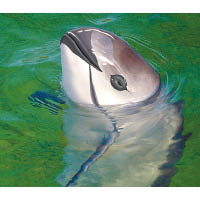 遺孤3號加灣鼠海豚（Vaquita）<br>由於住在同一片海域的加州灣石首魚，其魚鰾正是製花膠的材料，所以經常有捕魚網誤捕加灣鼠海豚的情況出現。