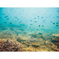 第2條生態路線：浮潛賞珊瑚<br>糧船灣附近水質較清，帶埋浮潛器材便可欣賞珊瑚及與魚仔游水。
