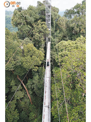 要爬上約10層樓高的空中步道，才可以在茂盛樹林中探出頭來，眺望一片翠綠。