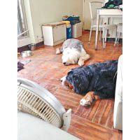 兩隻狗狗懶洋洋地趴在地上，把方包的家變作自己的地盤，真是老實不客氣！
