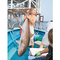 阿寶有次釣到條63公斤鱆紅魚，真係高過人！