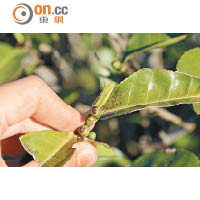 雖已過茶葉採收季節，但細心找仍可見有嫩芽未被採集。
