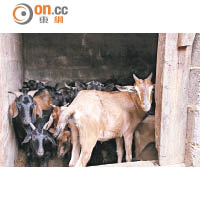 新峰東登村村民至今仍以務農為生，不少農民都會在家中兼養羊和雞等禽畜幫補家計。