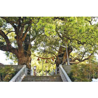 如今樟樹仍然屹立在山王神社，像男神於無數少女師奶心目中的地位，經年不變。