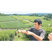 Alison早前走訪日本茶園以開拓業務及吸收種茶知識，從日本奈良市的有機茶農口中得知，從種子長成茶樹生出的茶葉雖較健康長壽，但採收自分枝所生茶葉產量更多，效率更高。