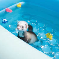貂鼠很喜歡游水，幾位貂主閒時會帶牠們去泳池暢玩一番。