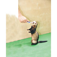 貂鼠也可以做到人立、轉身等動作，與主人互動。