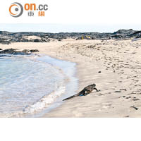 當你在細白沙灘享受日光浴時，海鬣蜥隨時路過！