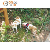 狗狗喜歡四圍探索，主人須訓練愛犬不要亂吃路上的野果，慎防中毒。