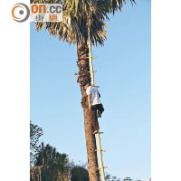 當地人會爬梯摘取棕櫚果實榨油，導遊就即興來場表演。