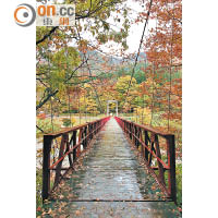 神之岩橋鋪天蓋地都是葉，紅、橙、黃色的，美不勝收。
