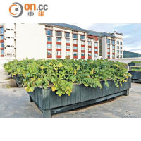 酒店以行動支持當地可持續生態發展，於天台花園開闢有機菜園。