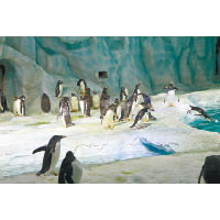 在國內芸芸水族館中算是稀客的小企鵝，笨拙的動作令在場的旅客都非常興奮。