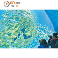 全長約40米、高8米的巨型水族箱，絕對是整個海洋奇觀區中最值回票價的部分。