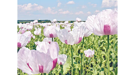 https://upload.wikimedia.org/wikipedia/commons/8/8d/Papaver_somniferum_field_in_France.jpg