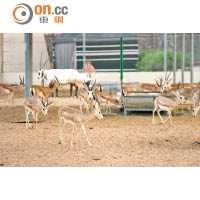度假村門口有個小型動物園，讓住客跟沙漠的原居民羚羊碰面。