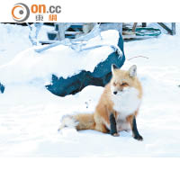 馴良的赤狐（Red Fox）經常出現於餐廳附近。