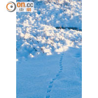 雖然冰天雪地，但周邊仍不難找到小動物的足迹。