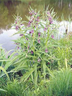 https://commons.wikimedia.org/wiki/File:Symphytum_officinale_01.jpg