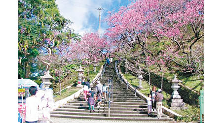 沖繩的櫻花祭1月下旬便開始，想追櫻要快手撲機票了。