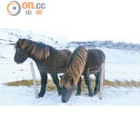 Hof周邊主要是農場，並飼養了當地獨有的冰島馬。