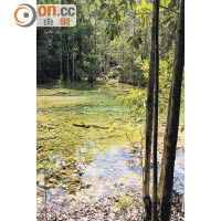 池水成分結合水藻作用，令保護區內的水池呈現出不同色調。