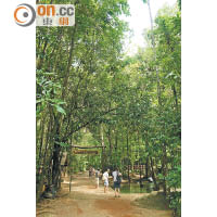 Khao Pra-Bang Khram Wildlife Sanctuary是泰國僅存的原生低地森林。
