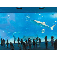 位於那霸的沖繩美麗海水族館，擁有全球首次成功人工繁殖的魔鬼魚。