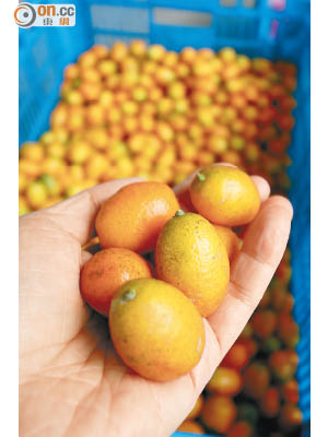 全台灣只有多雨水的宜蘭最適合種金棗。
