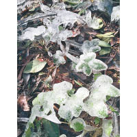 連植物也結了冰。